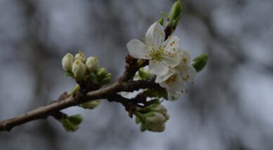 Blackthorn Blossom in spring