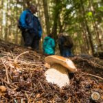 Mushroom foraging course North Wales UK