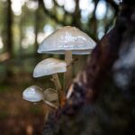 Mushroom Identification course North Wales