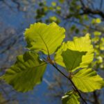 beech-leaves-foraging-UK-8