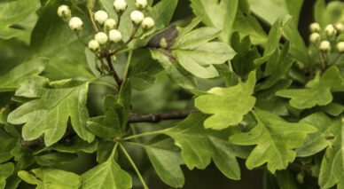 Hawthorn Leaves and flower buds