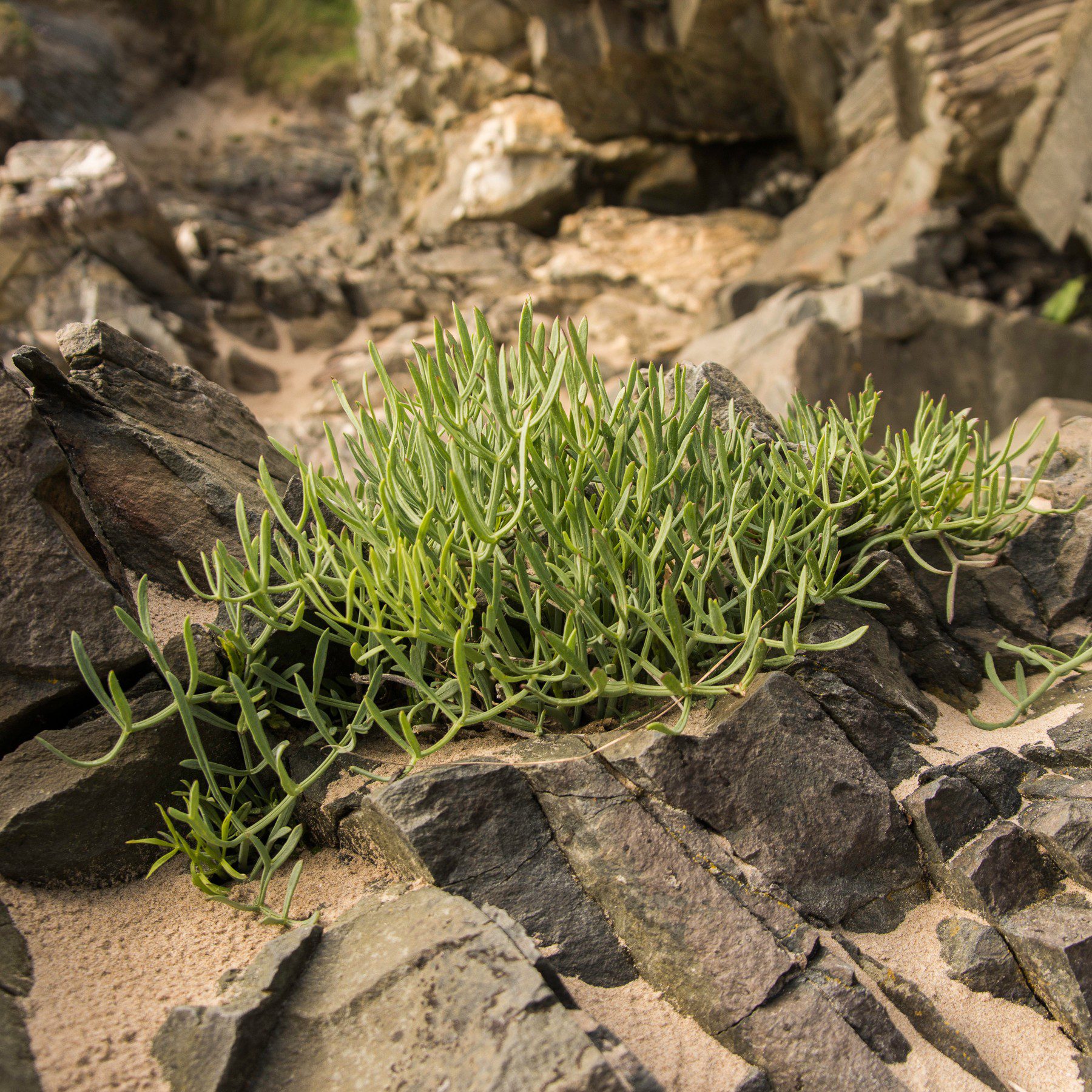 Rock Samphire on the coast North Wales foraging